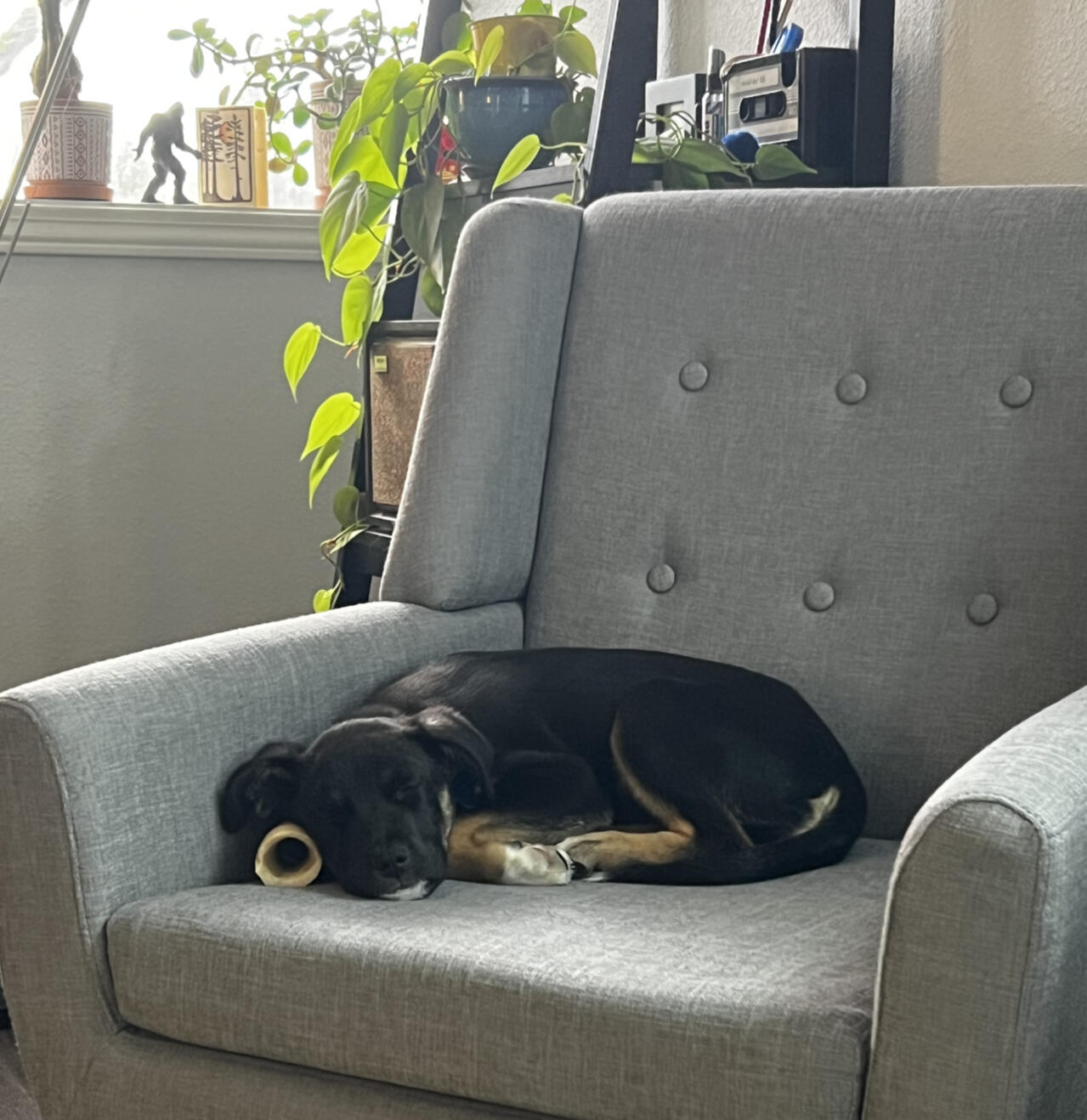 Puppy asleep in therapist's chair.
