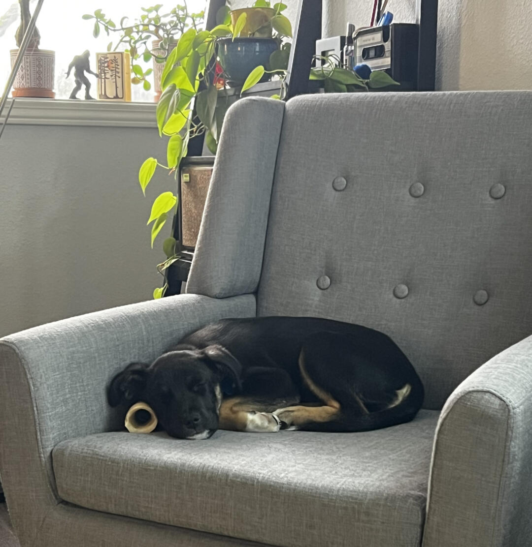 Zuma (not) working hard Puppy asleep in therapist's chair.